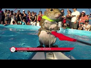 Squirrel Awareness Month - October