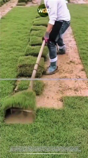 Manual sod peeling technique: Rapid turf harvesting for clean lawn installation