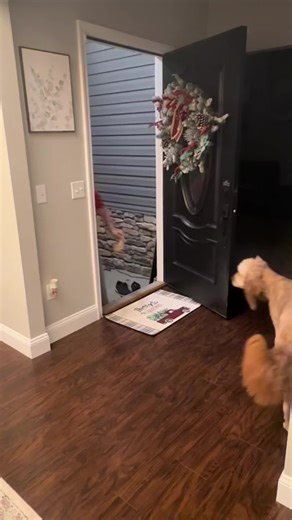 Christmas Surprise: Santa Delivers a Puppy