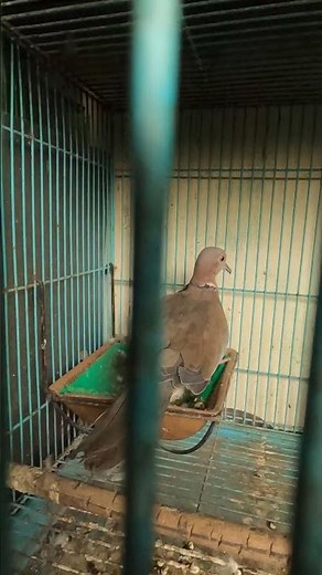 burung Puter lumut alias puter geni. burung puter ya asli Indonesia, #dhepawiro #pawirodoro