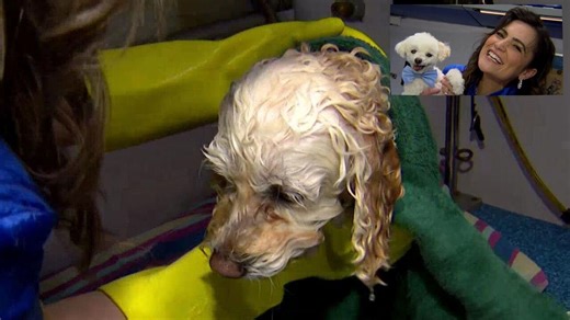 What a typical day in the life of a professional (mobile) pet groomer looks like