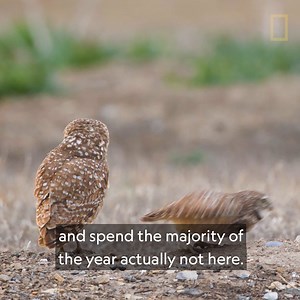 53 reactions · 16 shares | Did you know that over half of North America’s birds leave during the winter months? For World Migratory Bird Day, learn more about how Explorer Kristen Ruegg uses a single bird feather to understand more about its migratory journey and how to better protect it. | National Geographic Society | Facebook