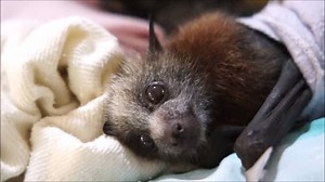 14K views · 368 shares | Bats have such trusting eyes. | Australian Bat Clinic & Wildlife Trauma Centre | Facebook