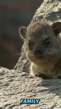 This Cute Little Animal Is Actually Related to Elephants 😱#shorts#facts#animals