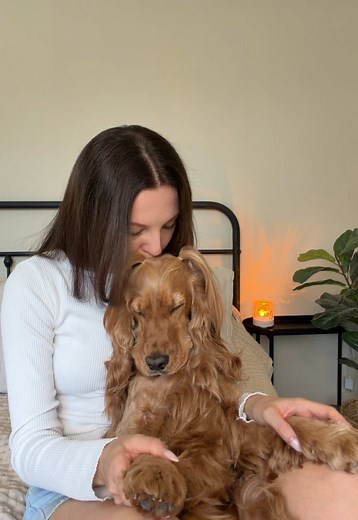 Mother's Day Hairstyle for English Cocker Spaniel