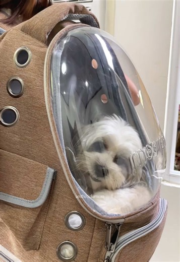 Essential Pet Carrier Bag for Dog Travel and Convenience