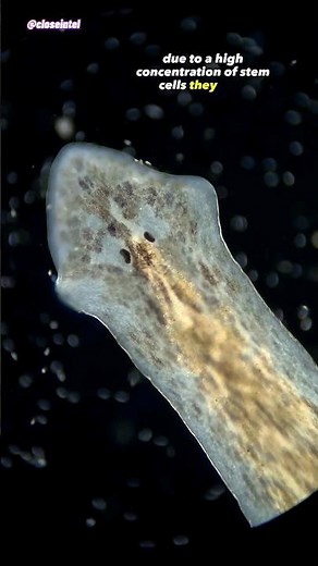 Freshwater Flatworm Under Microscope (Planarian)