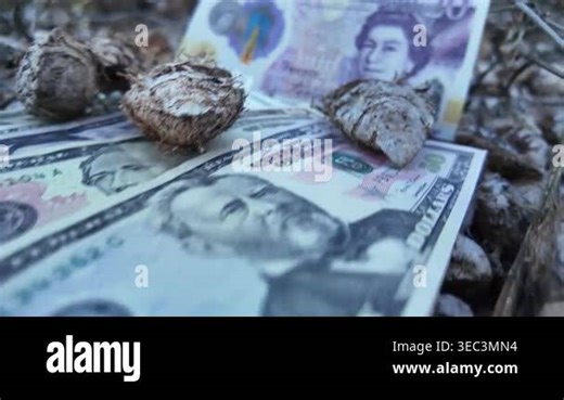A twenty-pound British note and several fifty-dollar US bills are seen resting on a ground covered with dry leaves, suggesting financial themes in a natural setting Stock Video Footage - Alamy