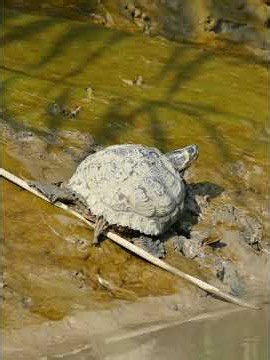 Terrapin Sunbathing #wildlife