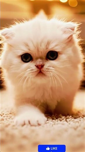 White Fluffy Kitten Running in Slow Motion – Cute Playful Moment in Cinematic Style!