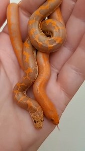 These two beautiful albino Kenyan sand boa babies at @sandboas69 are from a recent litter. 🧡🥰 TRR is made possible by @thebiodude #kenyansandboa #kenyansandboamorph #sandboa #sandboamorph #boa #snake #reptile #reptilepets #exoticpets #reptilefanatics #reptilephotography #herpetology #herpetoculture #thereptilereport #thereptilereportofficial | The Reptile Report