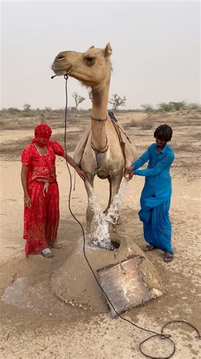 حيلة بدوية قديمة لتخزين المياه في الصحراء بطريقة غريبة! 😱🐪.#camel