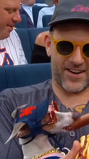 401K views · 7.1K reactions | This dog is living its best life 藍 | MLB | Facebook