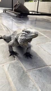 This is our Grand Cayman Rock iguana hybrid - He is always watching over things out here... or mostly, he's watching to see if Kathy will drop a juicy grape in for him. | Reptile Gardens