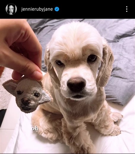 Twins and Their Adorable Dog: Jennie and Kai's Moments