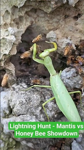 Lightning Hunt - Mantis vs Honey Bee Showdown 😲🐝