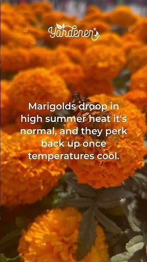 Why Are My Marigolds Wilting? Check the Stem First #gardeningtips