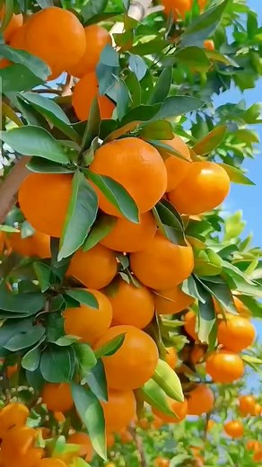 67K views · 1.5K reactions | SWEET ORANGE, P485 only per pot! Sobrang tamis ng bunga! We deliver nationwide! Namumunga na 2-3 years from planting! Message us to order! You can also contact 09675989395! NEED TO ORDER? KINDLY FILL-UP: Fullname: Contact Number: Exact Address (Include Landmark, Street, Brgy., Municipality, Province/City): Order (Include Name, Quantity & Price): | Bing-Bong's Integrated Farm | Facebook