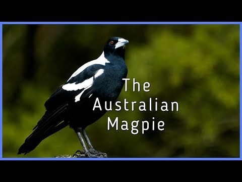 The Australian Magpie
