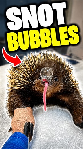 This Animal Cools Itself By Blowing Snot 🫧
