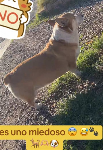Eres una artista Coco 😅😂🫶🏼🐶🐕🐾 #dogaventuras #corgilovers #corgisoftiktok #biutydog #corgi