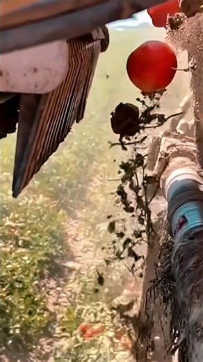 ROBOT FARMING: How Farmers Separate Tomatoes from Rocks and Dirt 