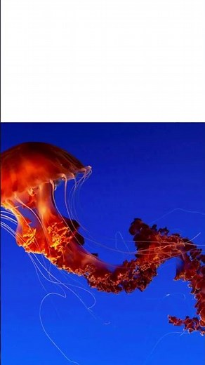 The Jellyfish Part 2: Fossils From Deep Time