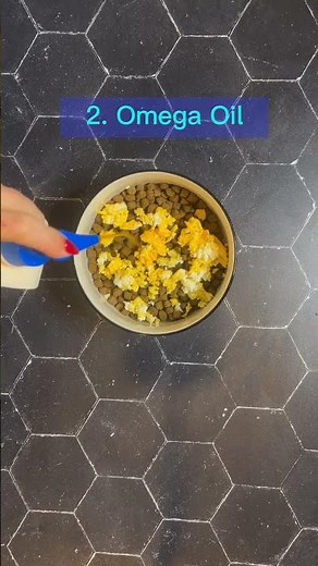 4 Ways to Get Picky Dog to Eat Their Food