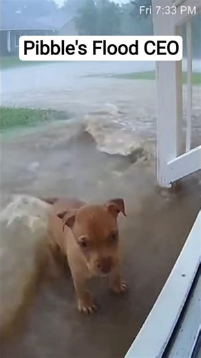 Pibble Demands Duck Limo Service 😂🌊 #FloodPibble #TalkingPuppy #HazardPayPup #RubberDuckyLimo