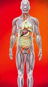 what happeneds inside your body after eating apple/3D medical animation