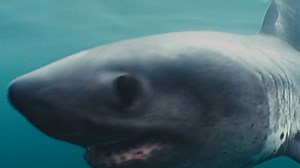 Salmon shark; one of the most extreme of all sharks, able to function at speed in the coldest seas. They have the ability to regulate their body temperature using counter current heat exchangers called ‘rete mirabile’ Latin for ‘wonderful net’. All new #Deadly60 coming very soon to @cbbc and @bbciplayer Stunning underwater imagery by @dboonehodgin | Steve Backshall