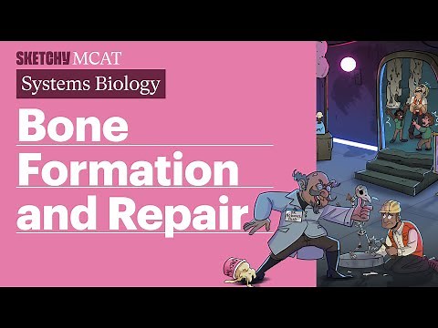 Bone Formation and Repair (Biology) | Sketchy MCAT
