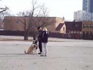 Wild Coyote Playing with Dogs