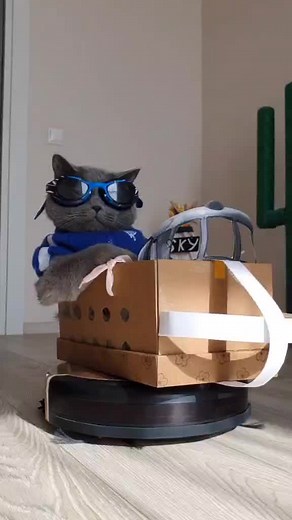 #lukeskywalkercat #cat #helicopter