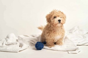 Get to know the 5 most popular doodle dog breeds