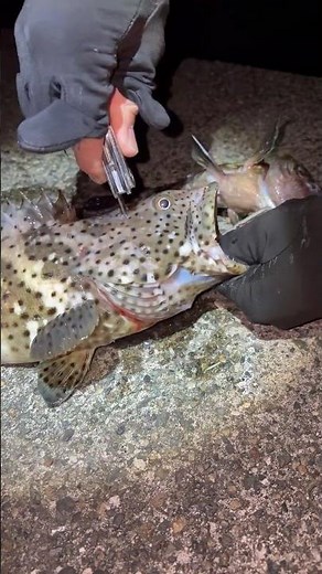 魚の正しい締め方｜脳天締めのやり方を解説初心者でもできる脳天締め【保存版】 #魚締め方#ヤイトハタ#ぶっ込み釣り