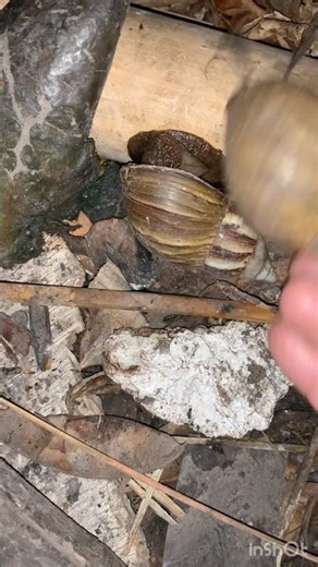 Big snail vs small snail #snail #nature #highlights #viralvideo #shortvideo #Subscribe #Insects