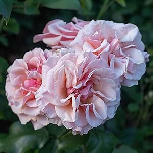 Heirloom Roses Rose Plant - Mother of Pearl® Pink Rose Bush, Grandiflora Live Plant for Planting Outdoors