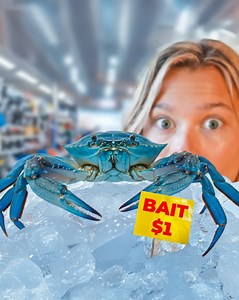 Raising a Bait Store Crab as a Pet... 🦀 😳 | Aquarium Info