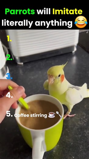 Parrots have the Best Mimicry Skills 🦜 #parrot