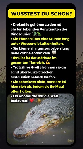 Der STÄRKSTE Biss der Welt? 6 krasse Krokodil-Fakten! 🐊💪 #wusstestduschon