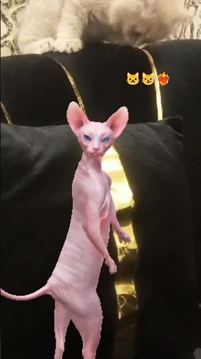 Sphynx Dancing Cat 💃 Funniest Hairless Cat Dance Ever! 😹✨