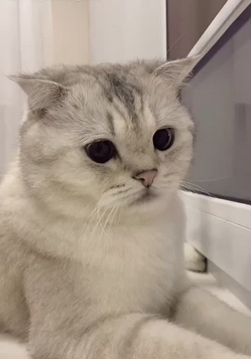 coconut (@dog_tayson_)’s videos with оригинальный звук - coconut