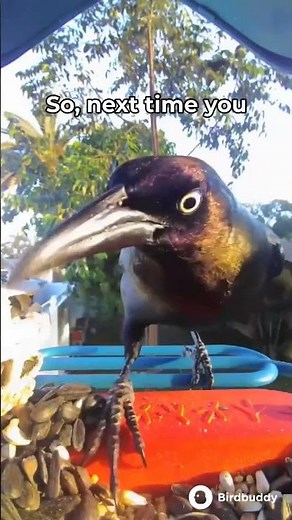 Meet the Dazzling Common Grackle: Nature's Feathered Showstopper!