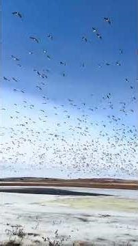 Canadian geese migration in Pollock, South Dakota