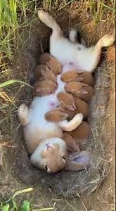 Mother Rabbit Nursing Newborn Kits | Relaxing ASMR Suckling Sounds