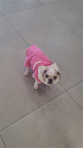 19살에 떠난 강아지