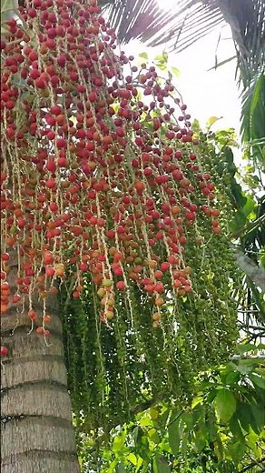 É real | Palmeira real | Natureza linda #natureza #paisagemnatural