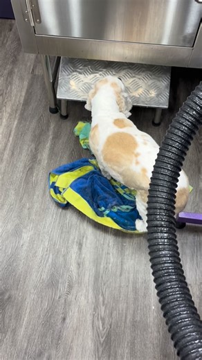 7 comments | Reading Dog Body Language = Happy Grooms  When you...