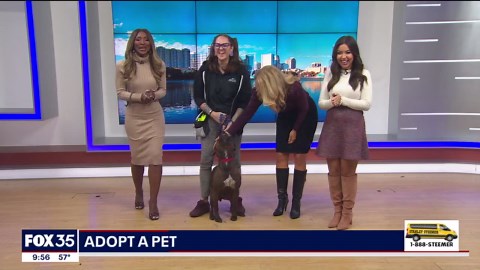 Adopt-A-Pet: Meet Fresno